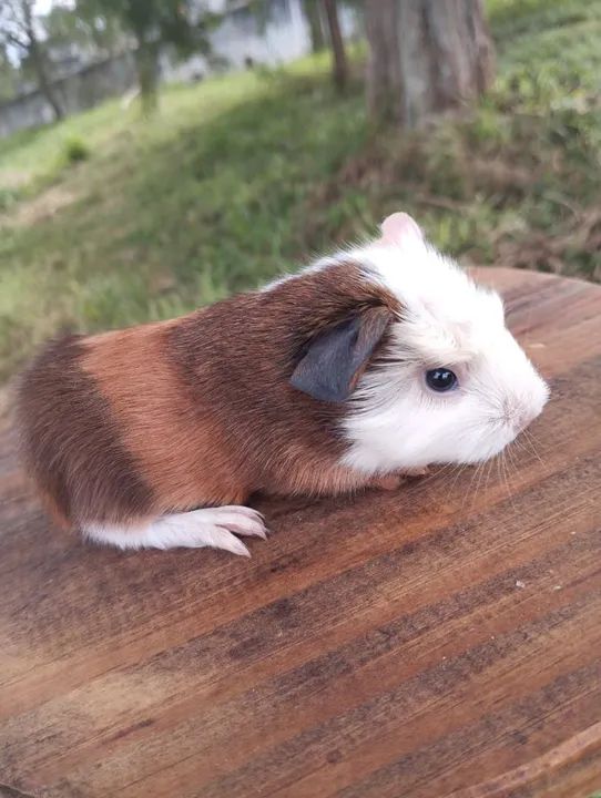 Lindos filhotes de porquinhos da índia  - Foto 2