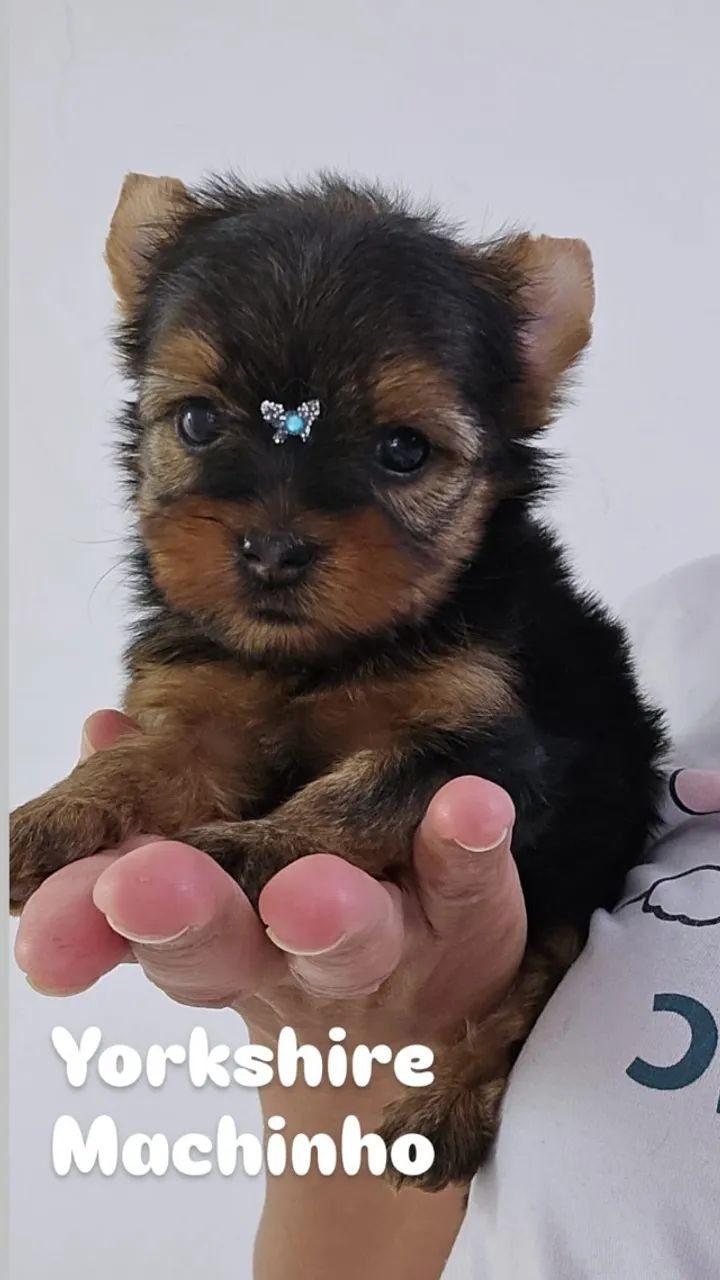 Yorkshire Machinho micro em ate 10x sem juros