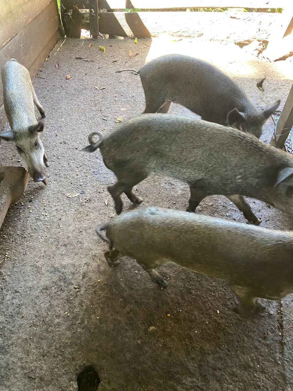 Javali puro de origem