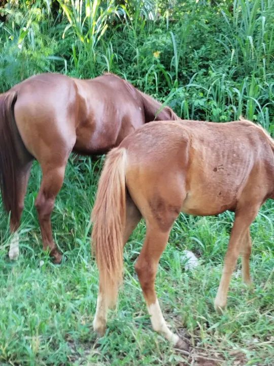 Potra para venda ou troca ! - Foto 2