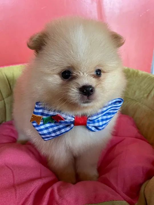 Filhote de lulu anão  - Foto 4