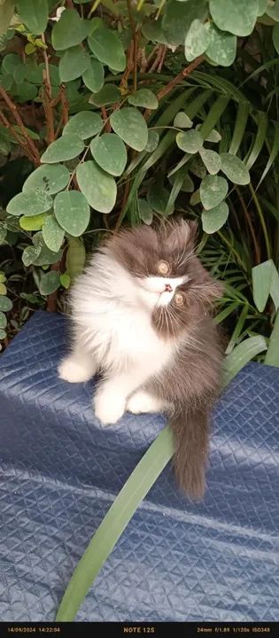 Persa Himalaia disponiveis  - Foto 4