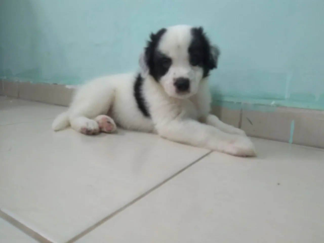 Border collie piebald
