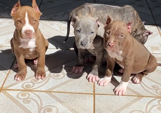PITBULL FILHOTES VACINADOS-PARCELO NO CARTÃO