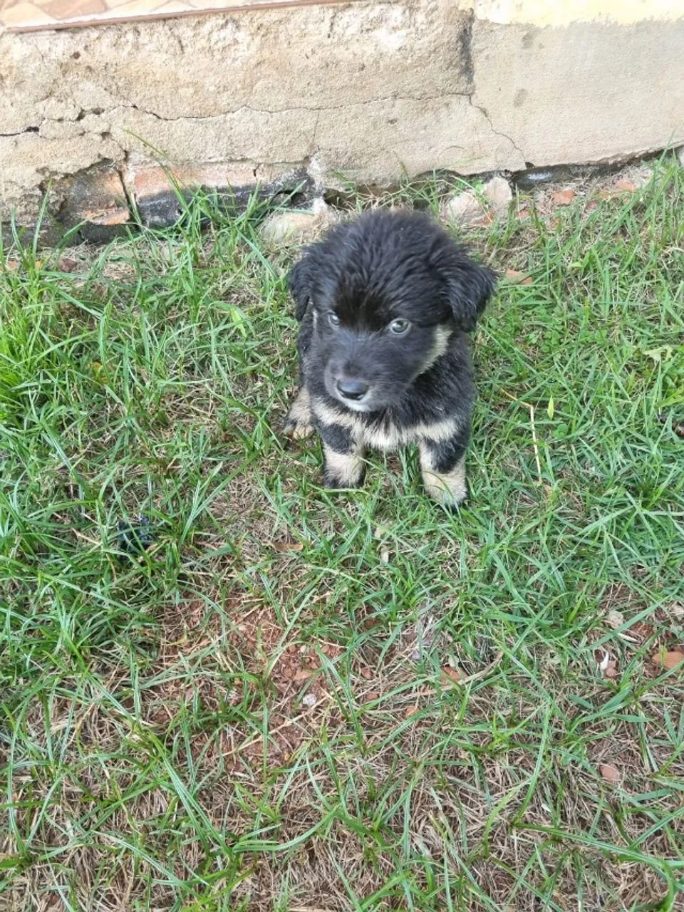 Pet par adoção responsável! - Foto 2