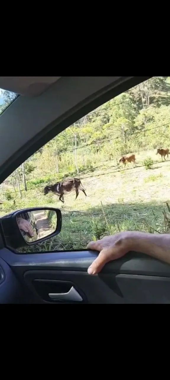 Vendo vaca girolanda  - Foto 3