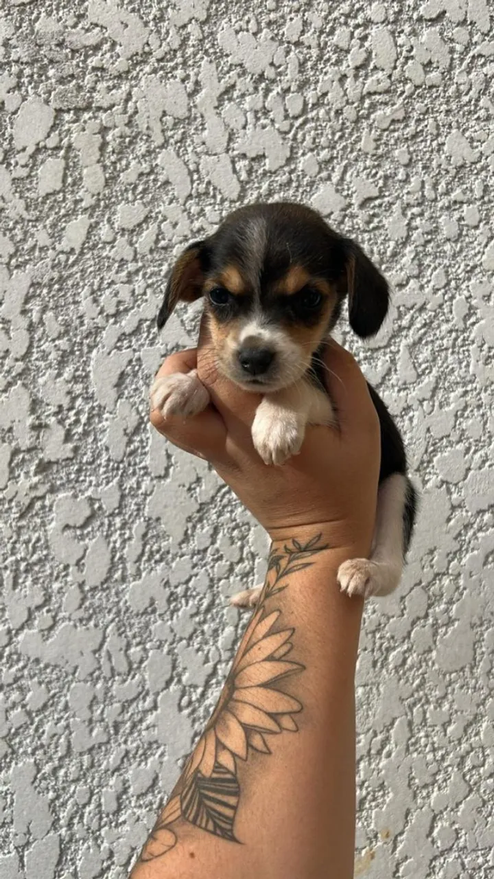 Filhotinhos de Beagle, maravilhosos a venda para voce!