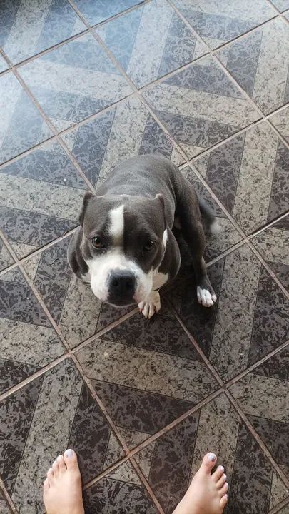 vende-se Femea de American Bully  - Foto 6