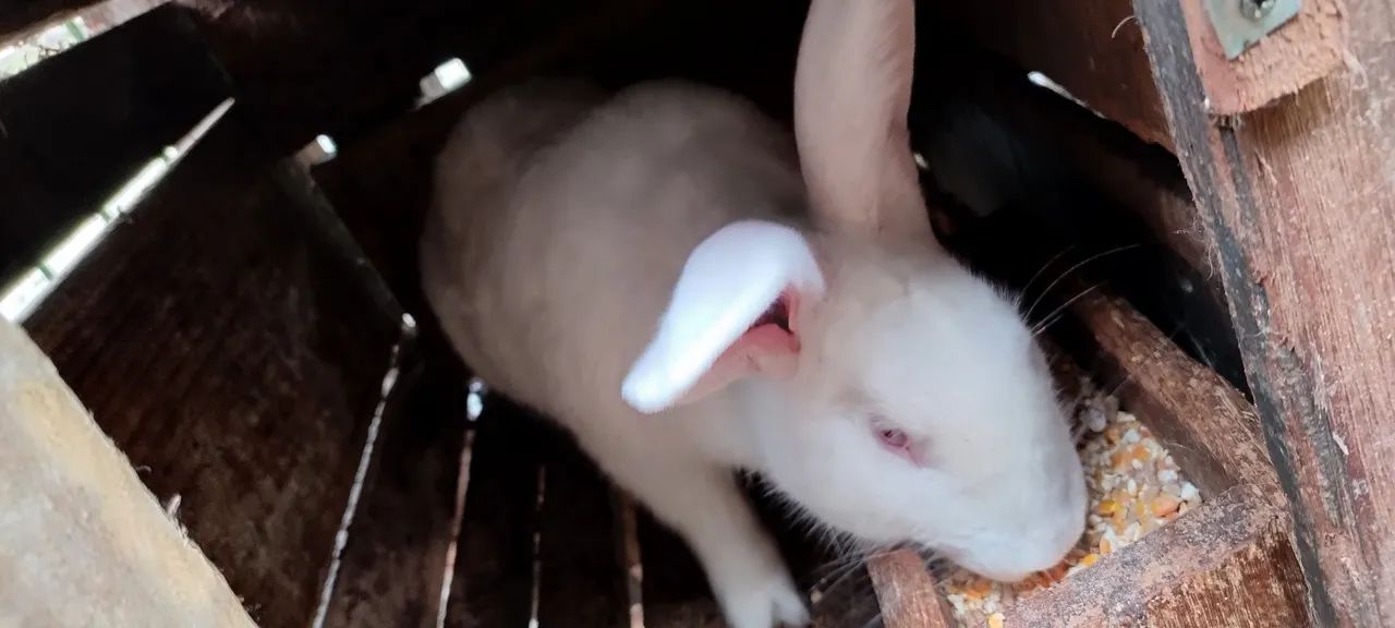 Coelhos gigantes  - Foto 3