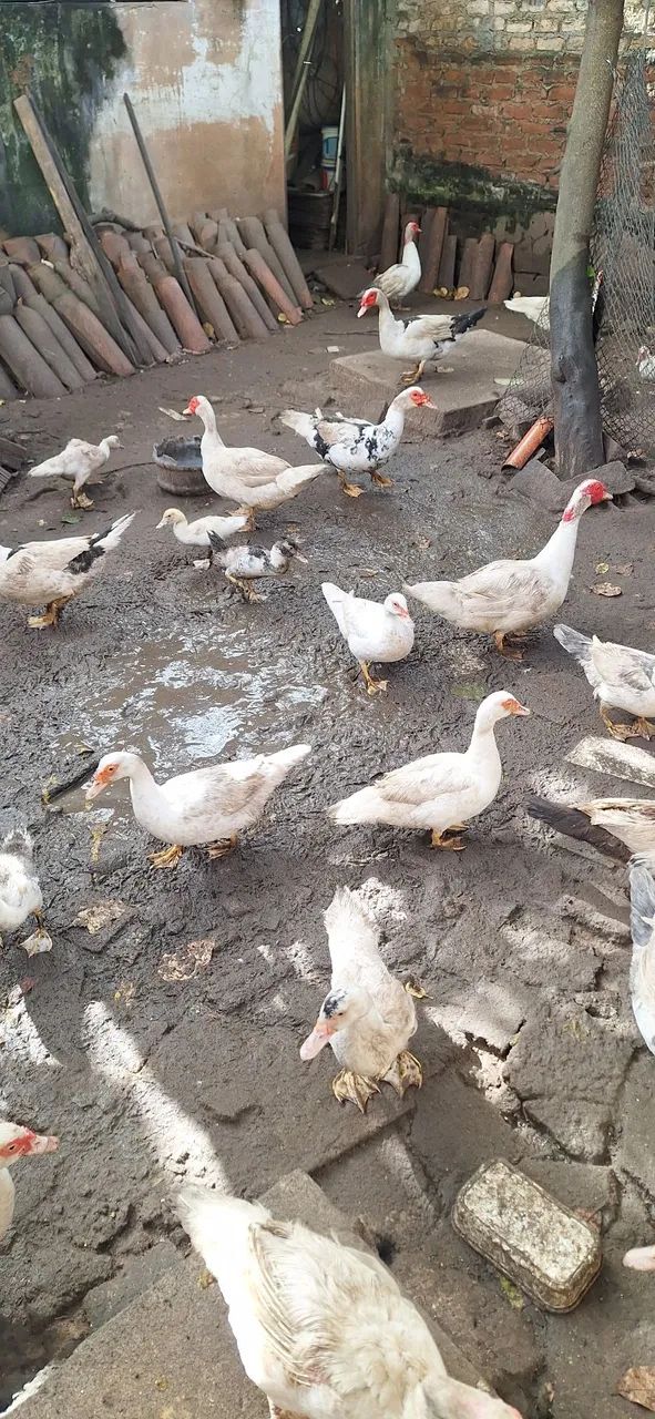 Patos