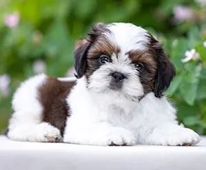 Shih-Tzu Macho Solid Black: Elegância e Carinho em Cada Passo!