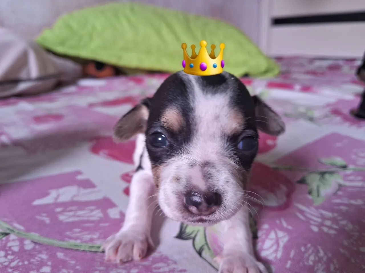 Vendo filhotes de Pinscher 1 - Foto 3