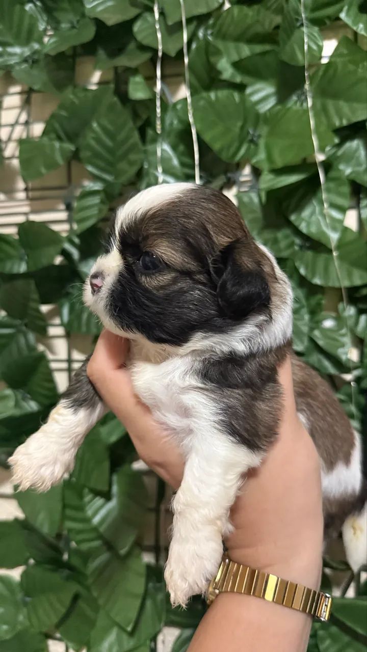 Filhotes de shi tzu - Foto 5