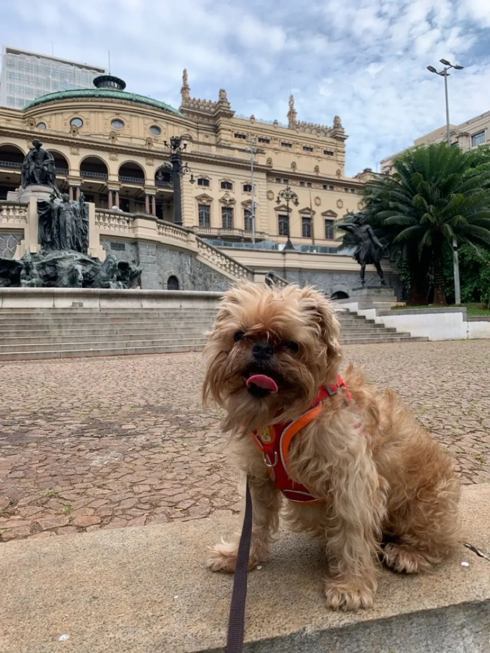 Passeador de cães (Dog Walker) - Foto 5