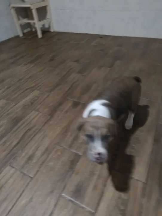 Doação de filhotes com 4 meses  - Foto 4