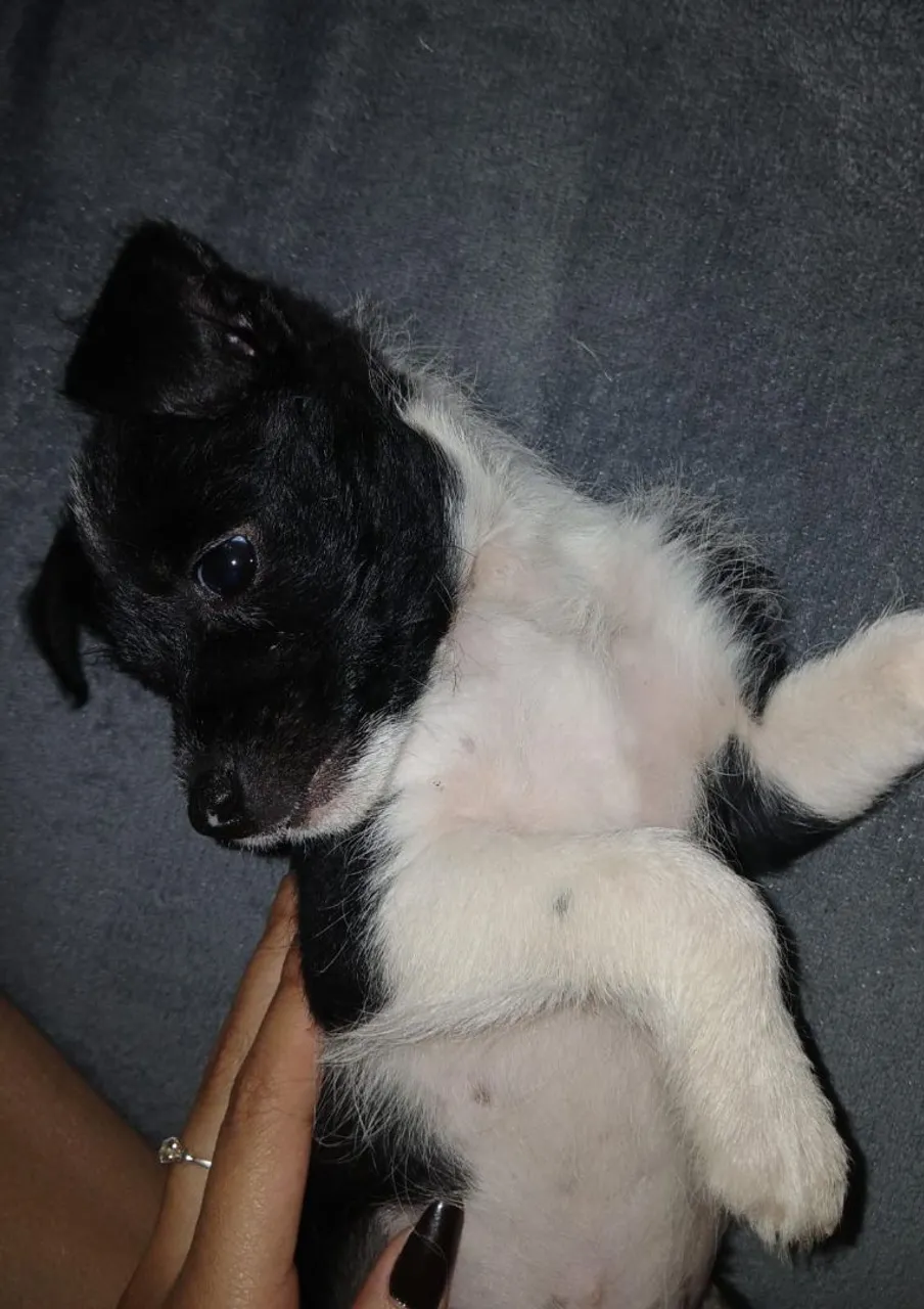 Filhote adorável para adoção/ raça border collie