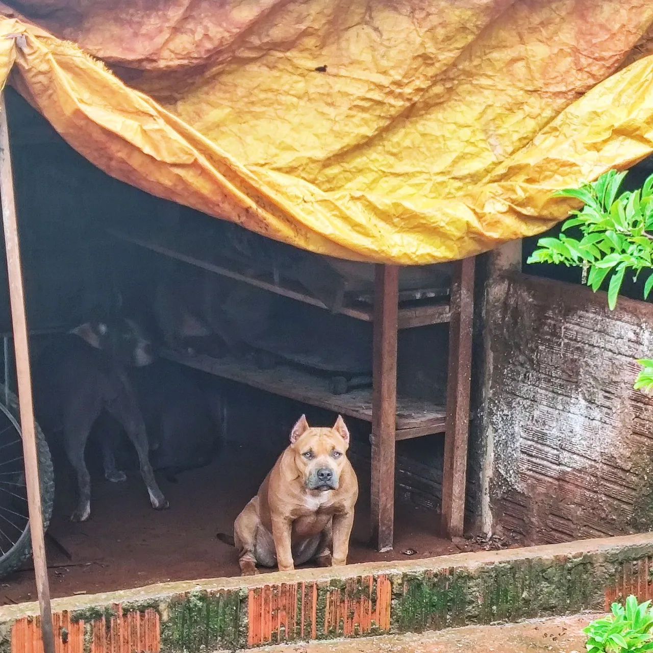 Filhote Pit Monster fêmea   - Foto 3