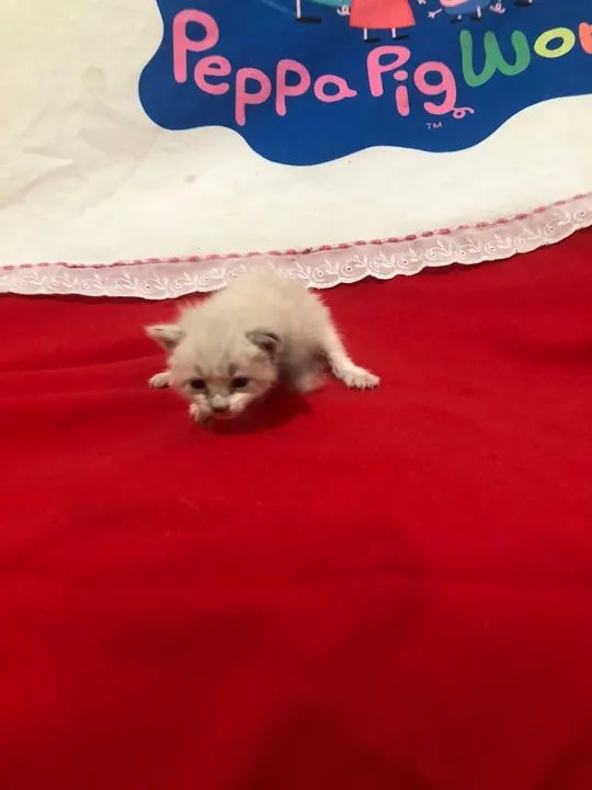 gato recém nascido  - Foto 2