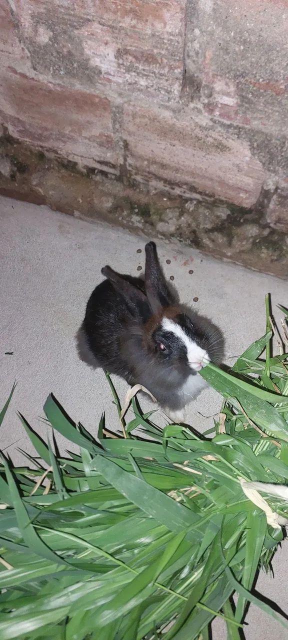 Laion mestiça fofo e lindo 