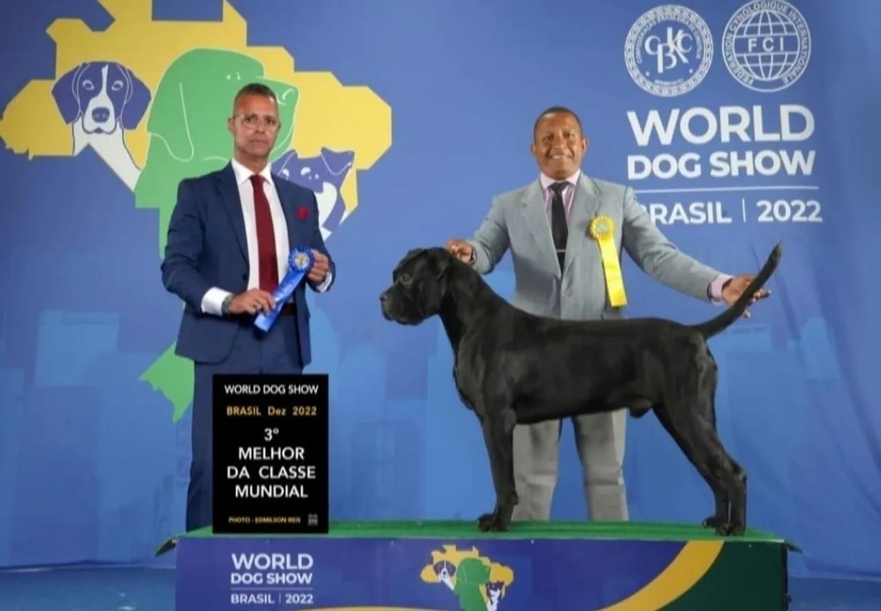 Filhotes de Cane Corso com Pedigree  - Foto 5