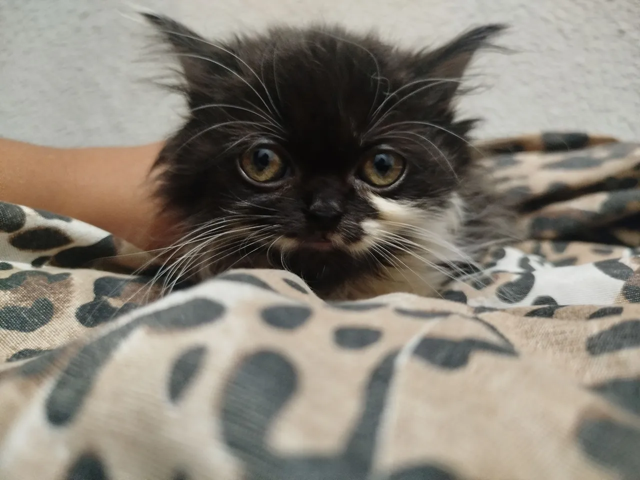 Gatinho Persa - Preto e Branco