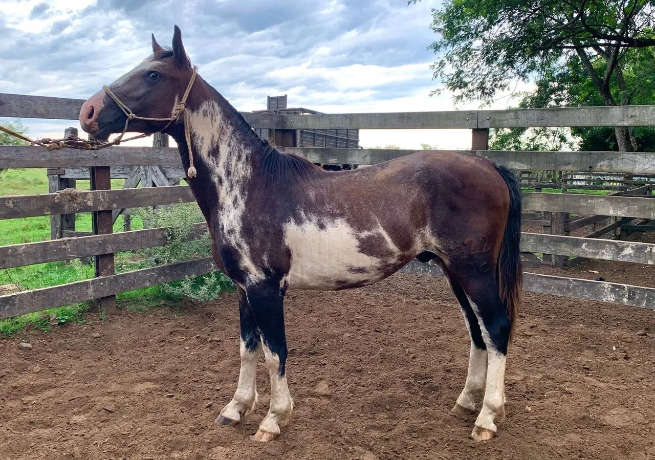 Potros crioulos-varios pelos- oveiro negro - Foto 6