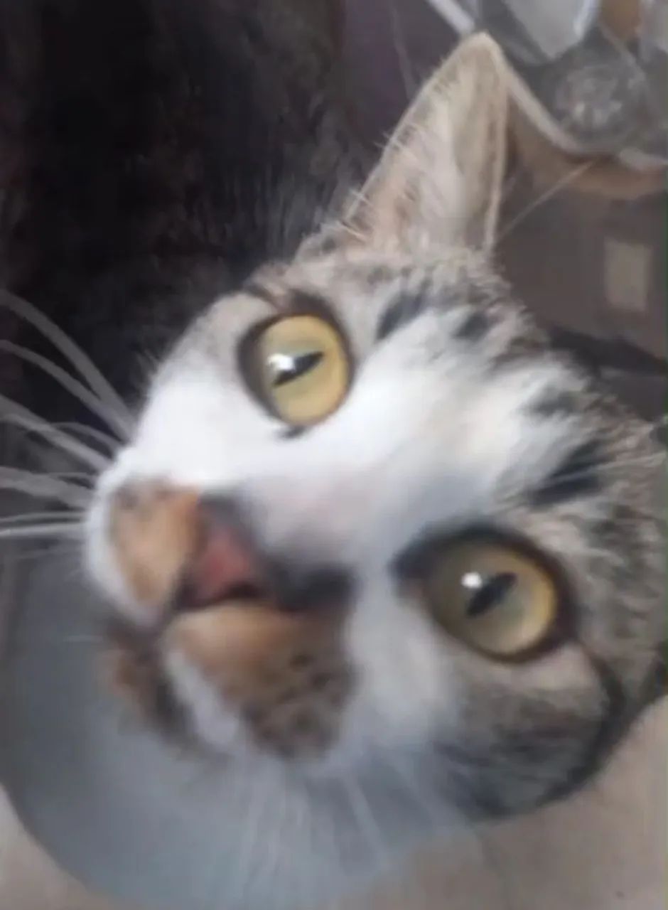 Mia uma linda princesinha.  - Foto 3