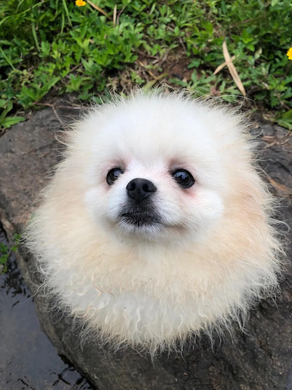 Spitz alemão - Foto 3