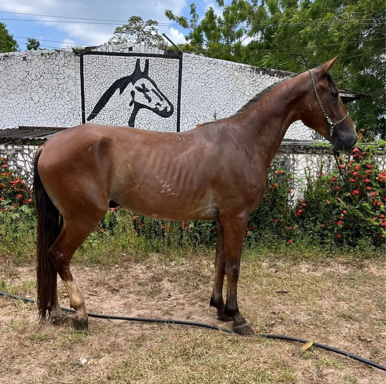 Cavalo Mangalarga Marchador 