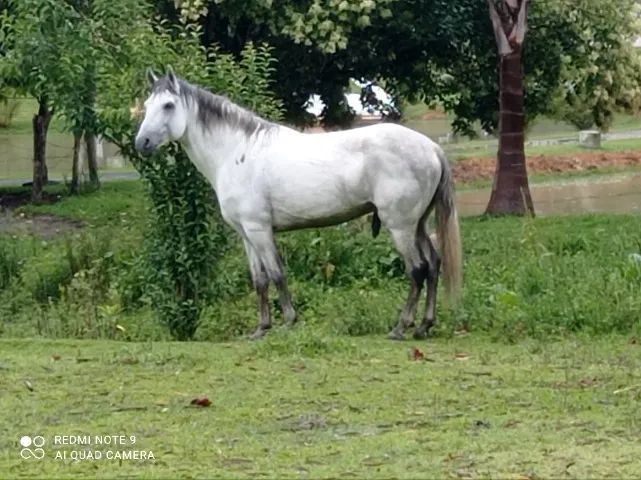 Garanhão mangalarga marchador. - Foto 2