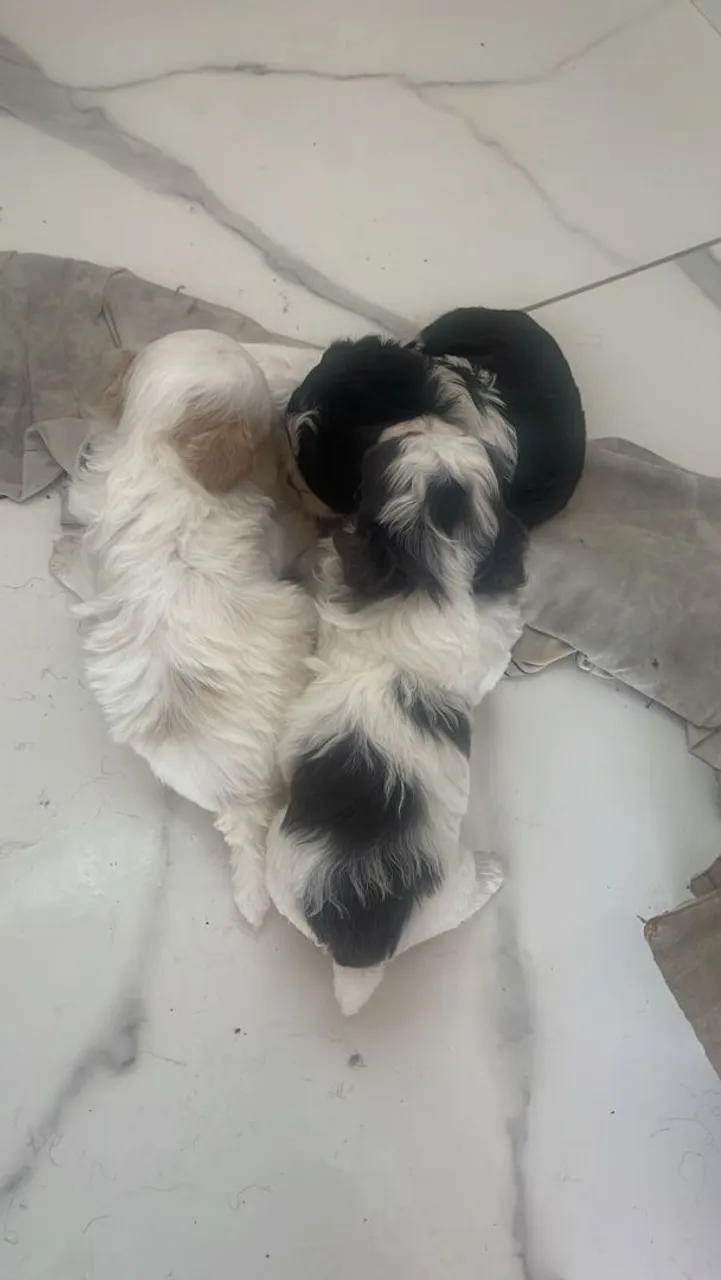 Filhotes de Shih Tzu