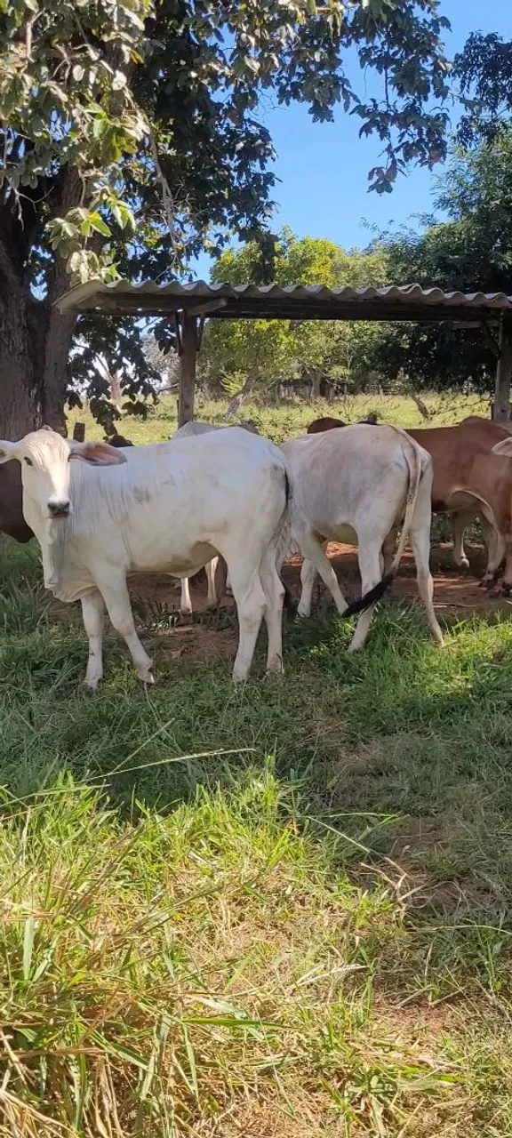 Novilhas aneloradas 