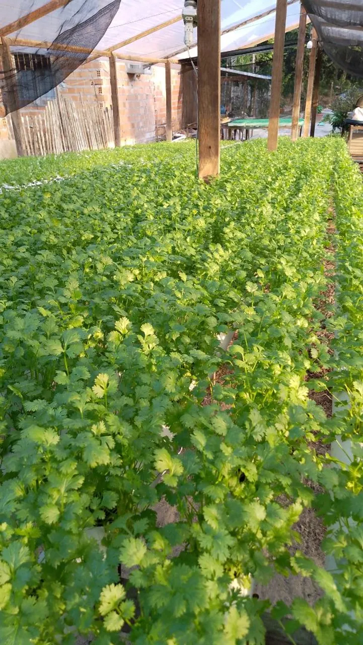 Cheiro Verde/ Hidroponia.