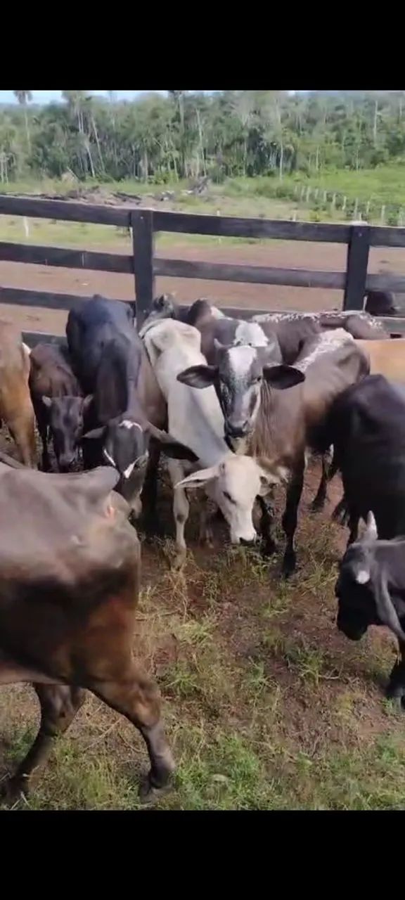 Vende-se ou troca-se Garrotes, Novilhas, Vacas e Bezerros  - Foto 2