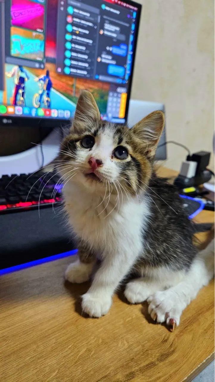 Gatinho macho  - Foto 2
