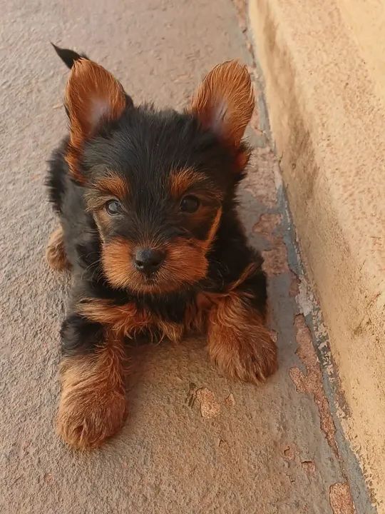 Yorkshire 2 machinhos bem pequeno a pronta entrega 