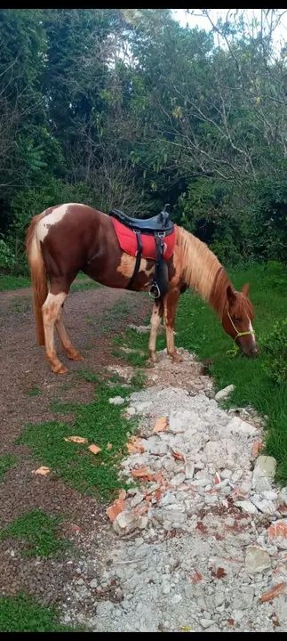 Linda egua quarto de milha  - Foto 5