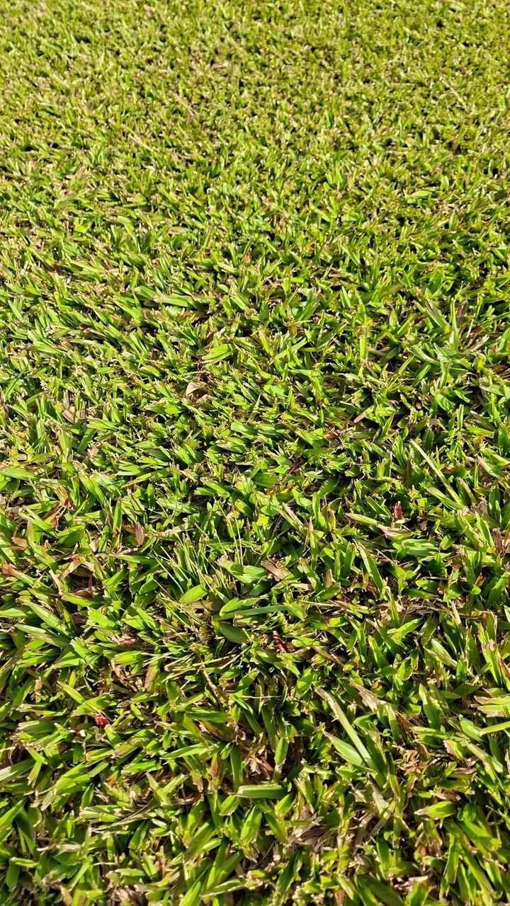 Grama Catarina respin misturada 7,50.    São Carlos 