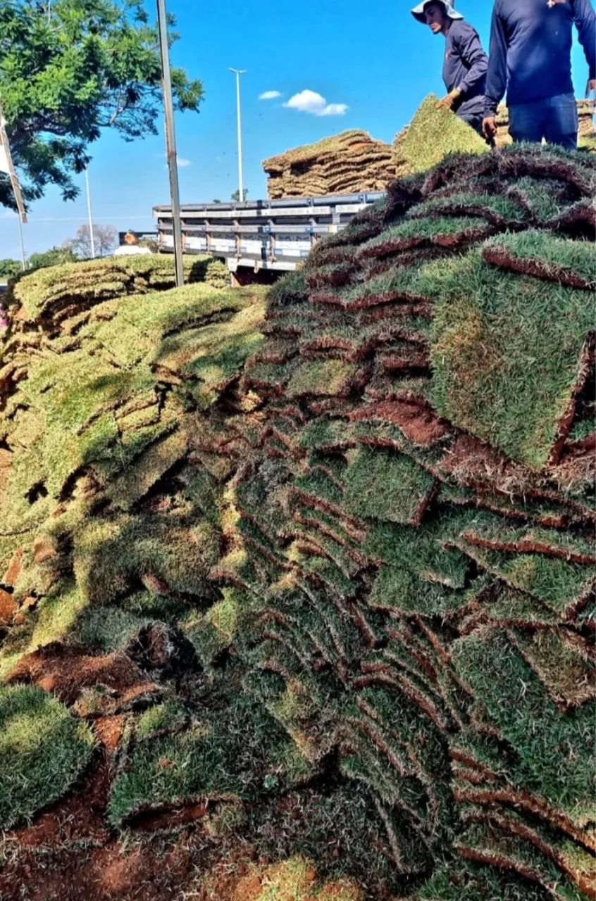 Grama Esmeralda, Batatais, São Carlos, Zeon Zoysia e Bermudas  - Foto 2