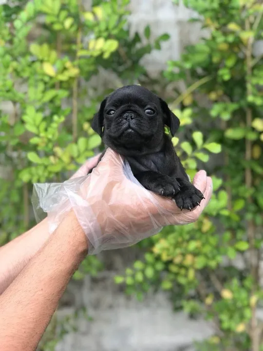 Pug preto/abricot, 7 clinicas e oferecemos suporte veterinário exclusivo em todo Brasil!
