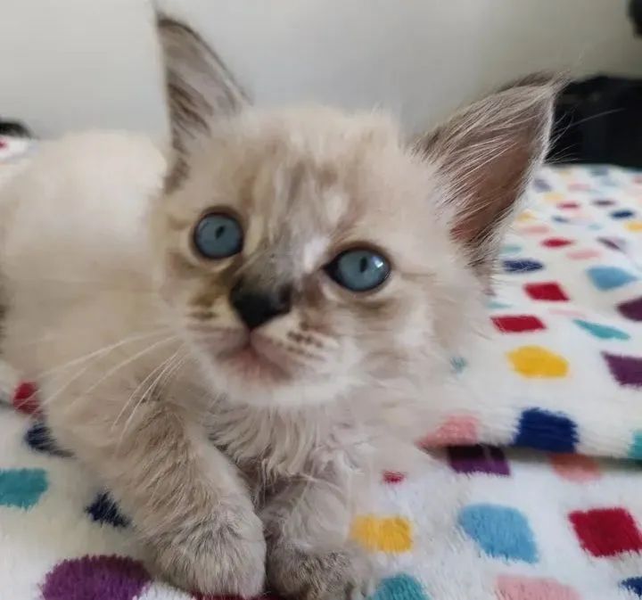 Ragdoll kittens63824598791937123