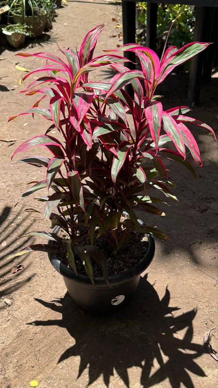 Plantas - Foto 3