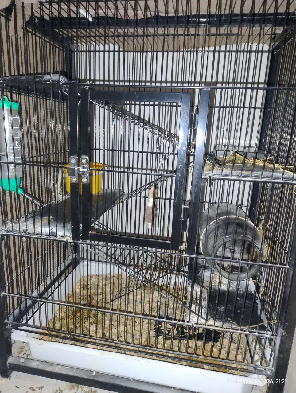 Chinchila - Foto 2