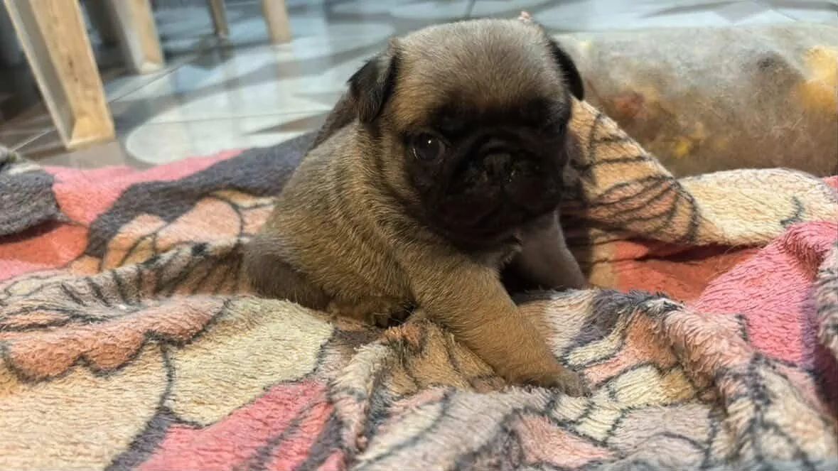 Filhote Pug fêmea 
