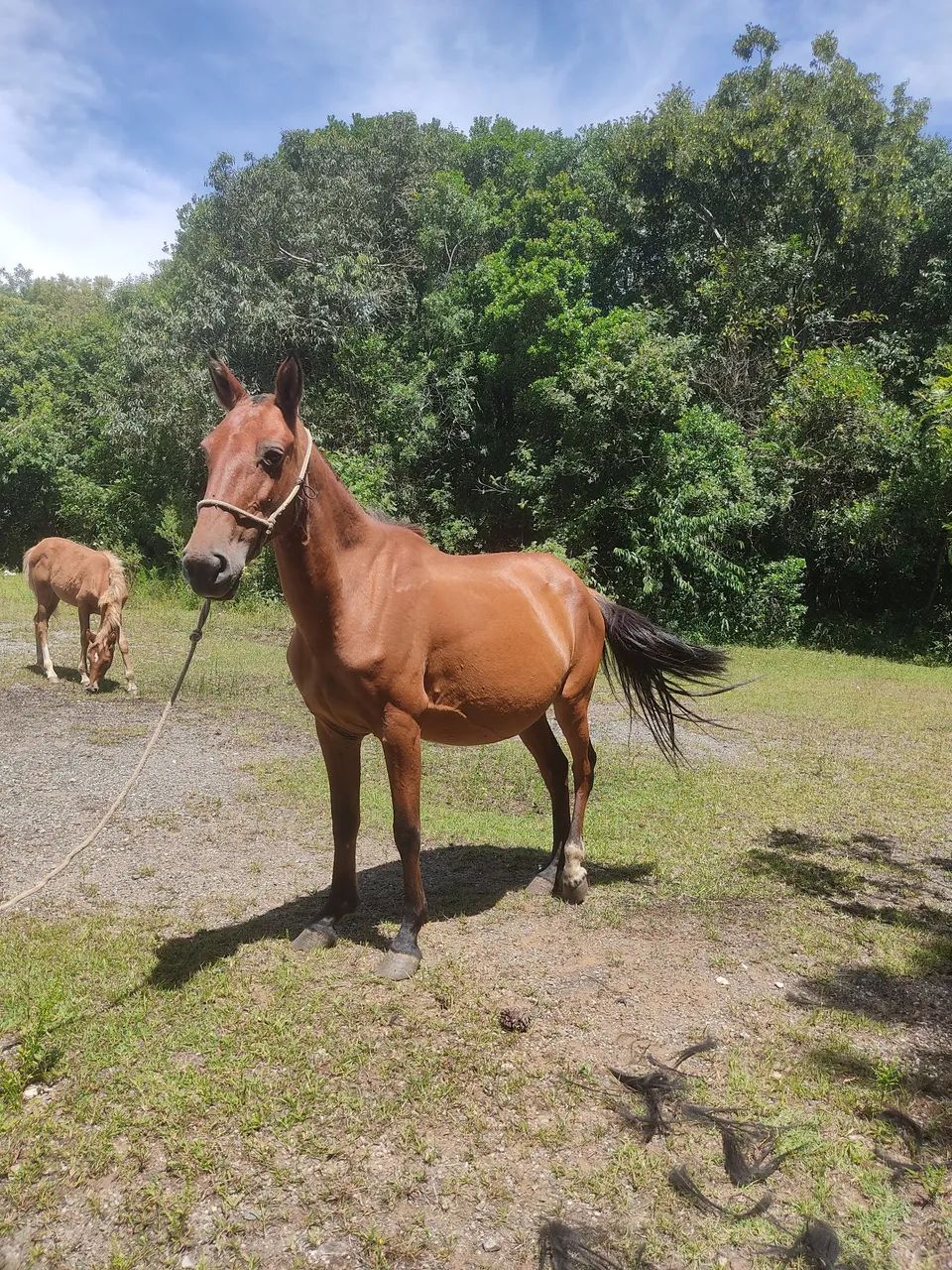 Égua e potra - Foto 2