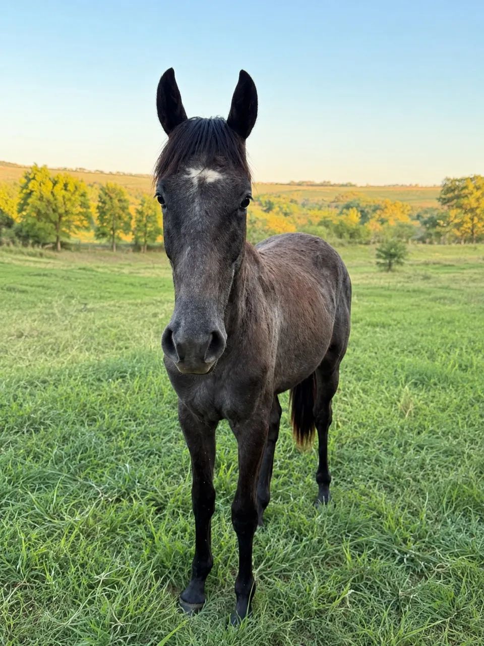 Potro (cavalo) Tordilho macho BH x PSI 11/11/24