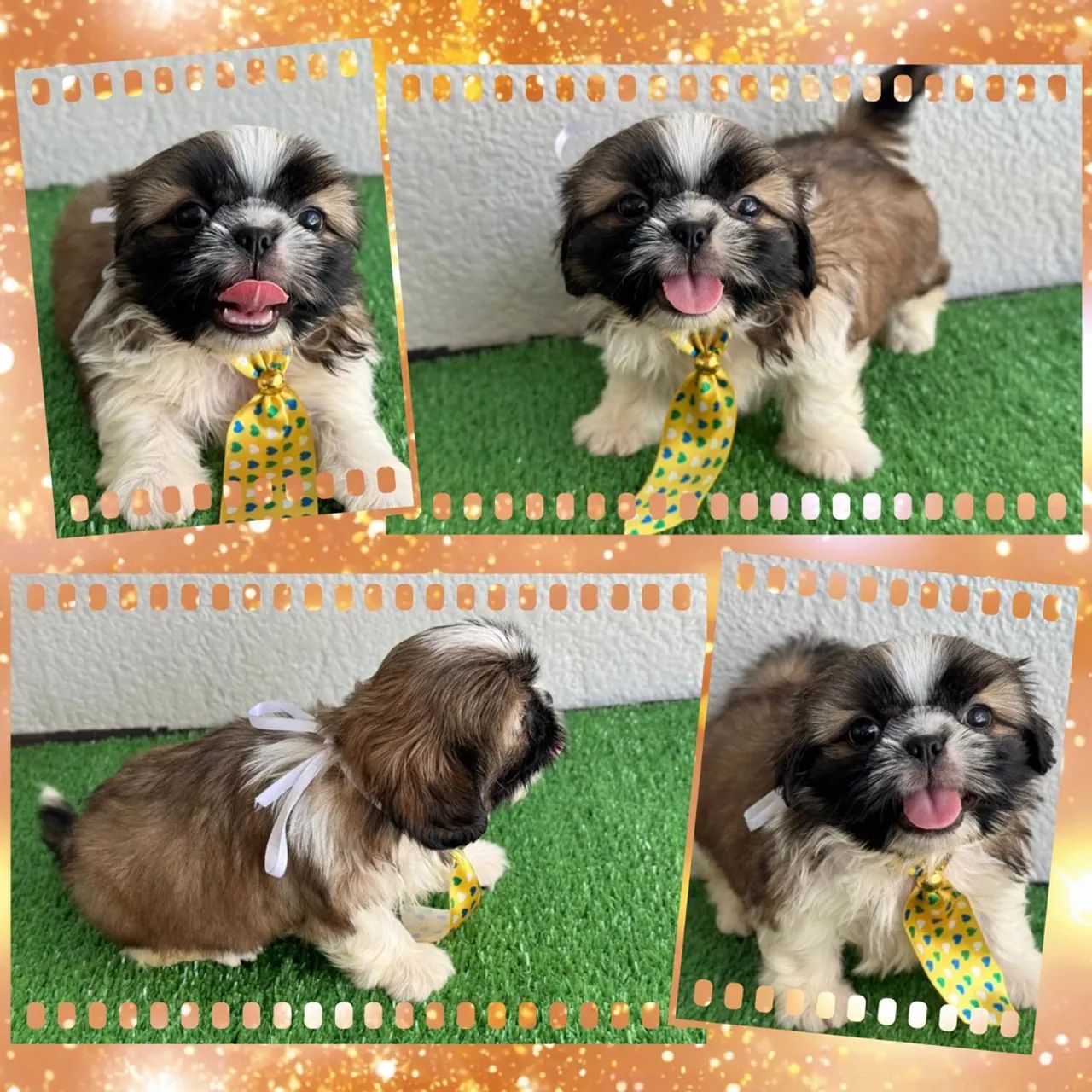 Shihtzu feminhas e machinhos !!! - Foto 5