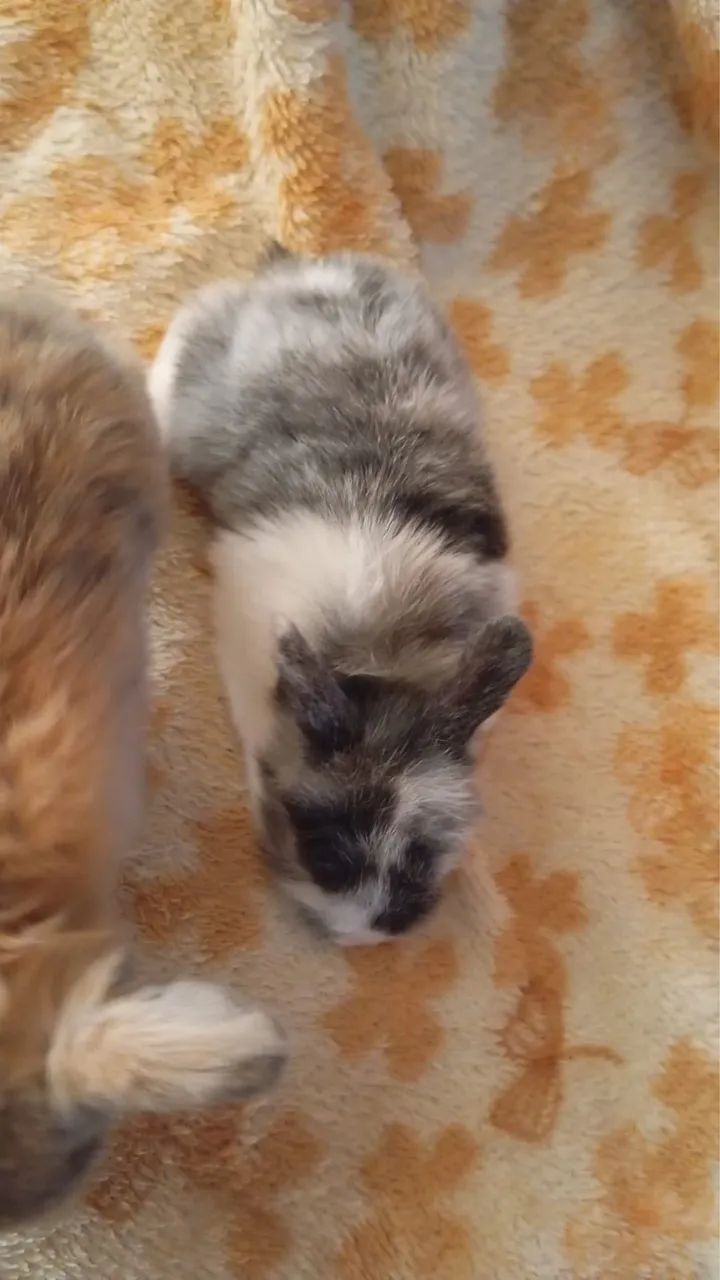 Vende-se coelhos Mini Lop Uruguaiano  - Foto 3