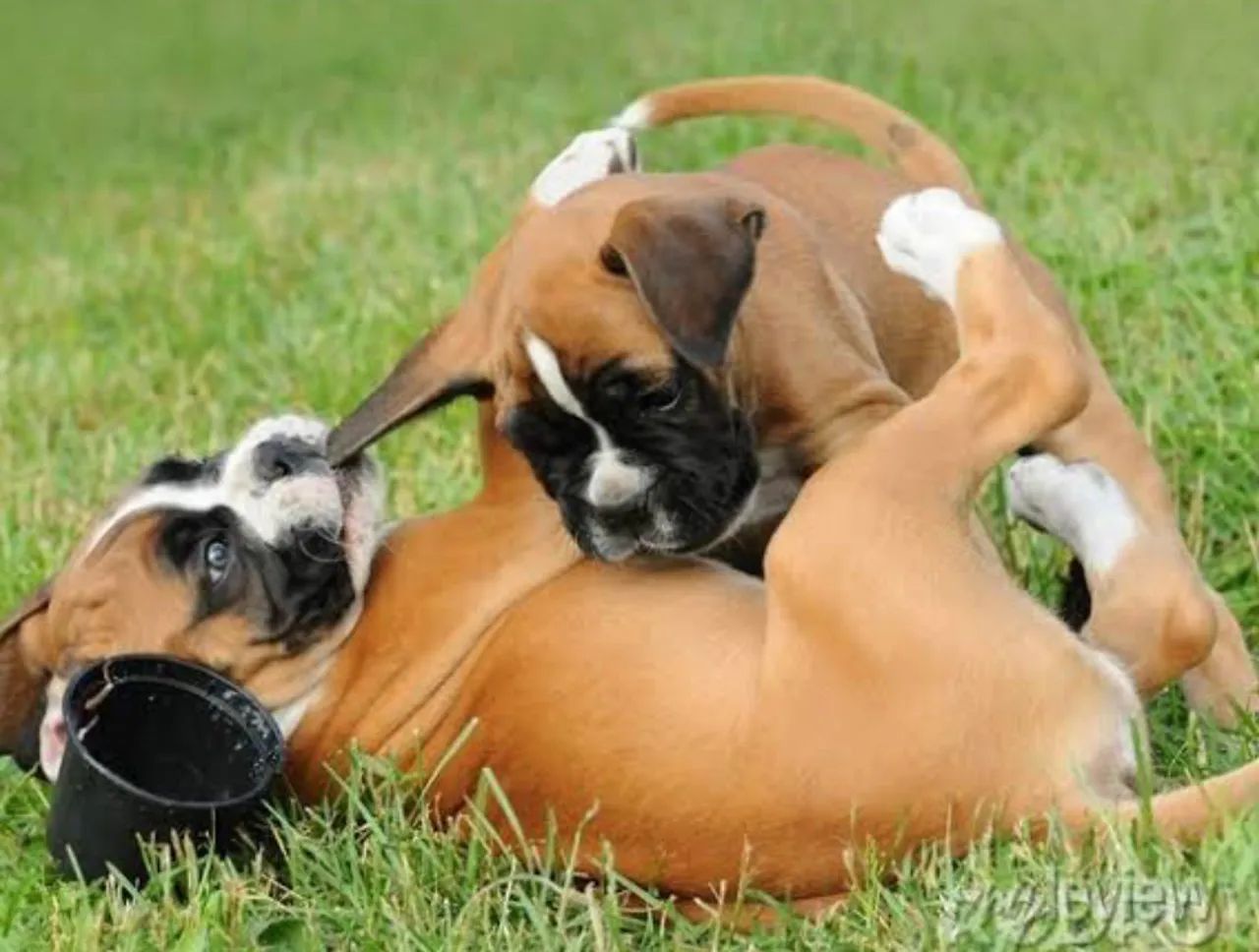 Boxer - Foto 2