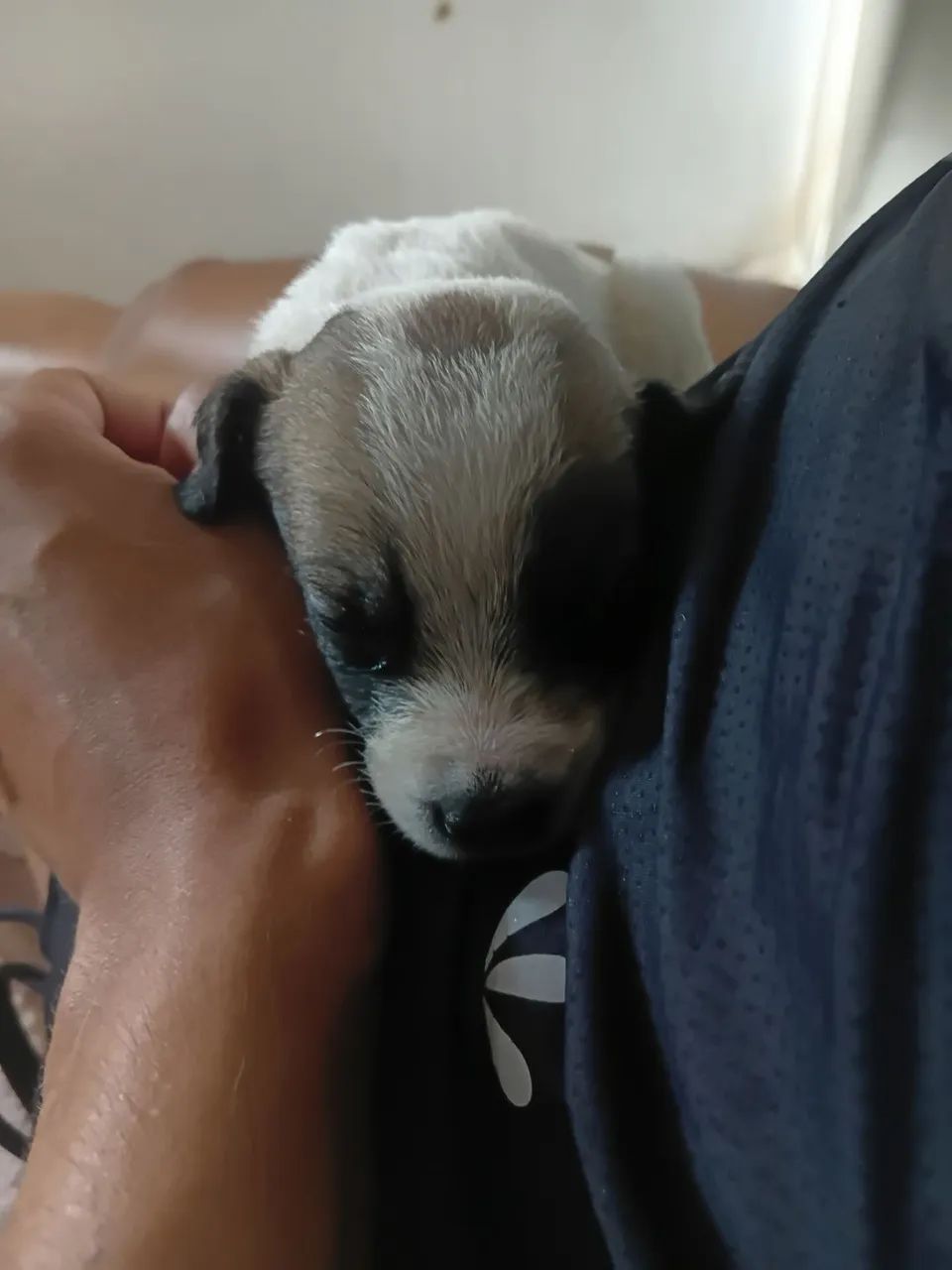 Cachorrinhos  - Foto 3